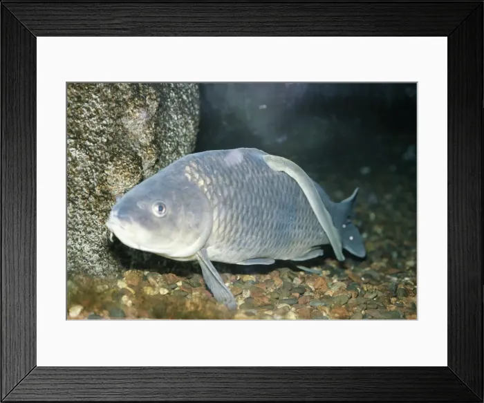 Framed Print : Silver Lamprey - parasitic on Carp Framed Print : Silver Lamprey - parasitic on Carp