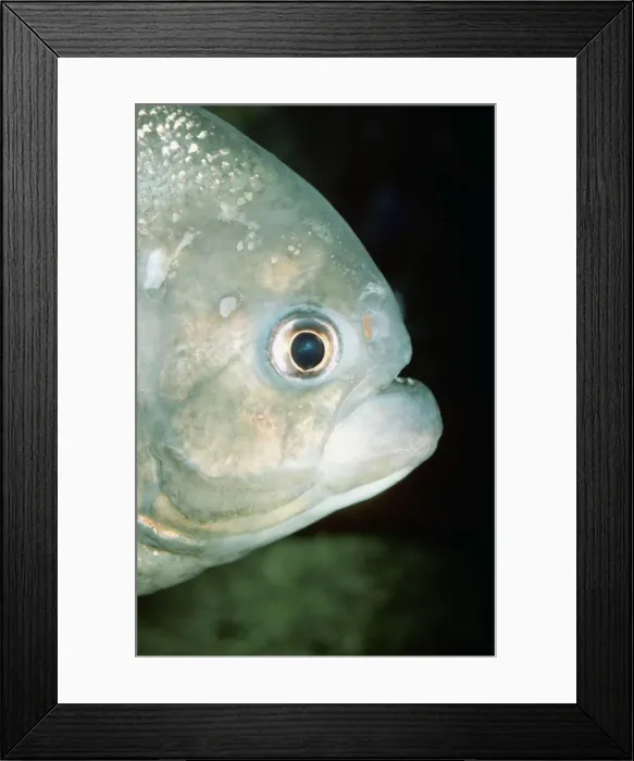 Framed Print : Piranha PM 5354 Close up of head - Amazon Serrasalmus © P. Morris / ARDEA LONDON Framed Print : Piranha PM 5354 Close up of head - Amazon Serrasalmus © P. Morris / ARDEA LONDON