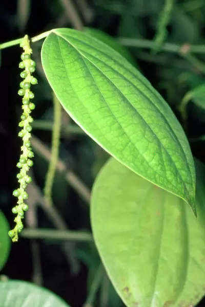 Peppercorn Plant