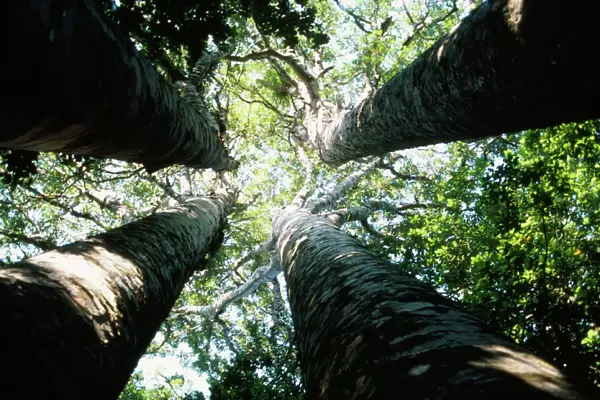 Kauri Trees New Zealand