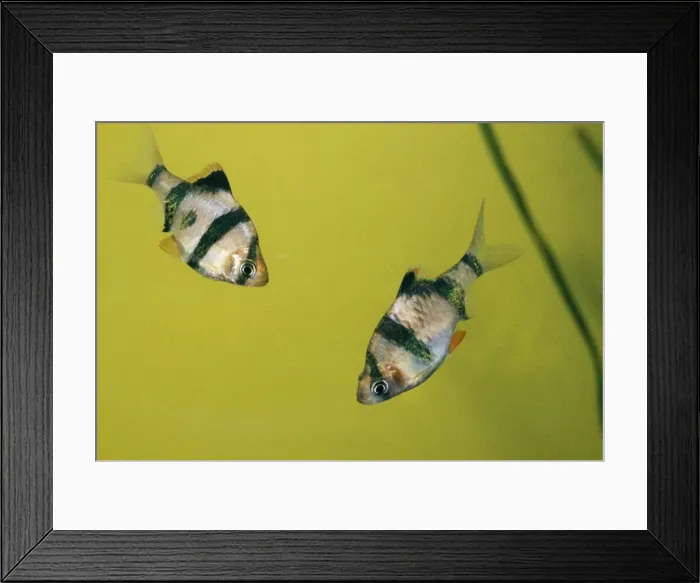 Framed Print : Tiger Barb Fish South East Asia Framed Print : Tiger Barb Fish South East Asia