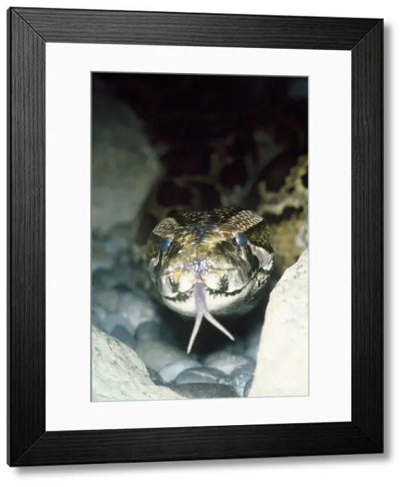 Framed Print : Python - showing forked tongue Framed Print : Python - showing forked tongue