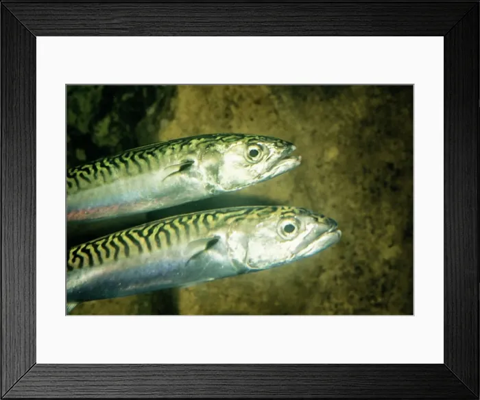 Framed Print : Mackerel UK marine Framed Print : Mackerel UK marine