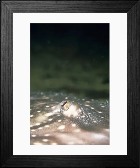 Framed Print : Thornback Skate - eye Framed Print : Thornback Skate - eye