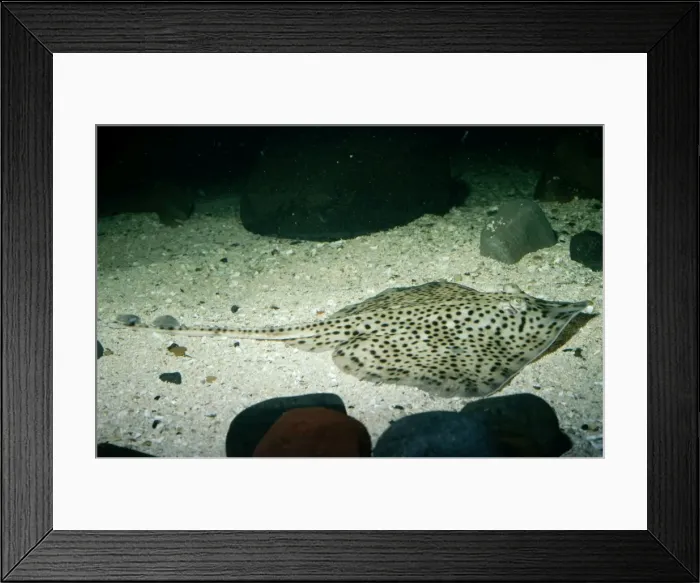 Framed Print : Blond Ray North Sea Framed Print : Blond Ray North Sea