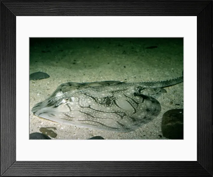 Framed Print : Undulate Ray North Sea
