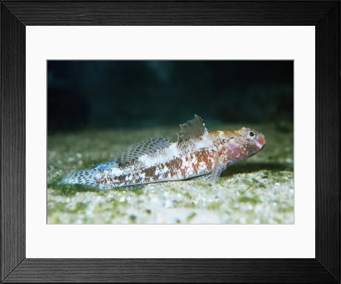 Framed Print : Red-mouthed Goby Mediterranean & Atlantic Framed Print : Red-mouthed Goby Mediterranean & Atlantic