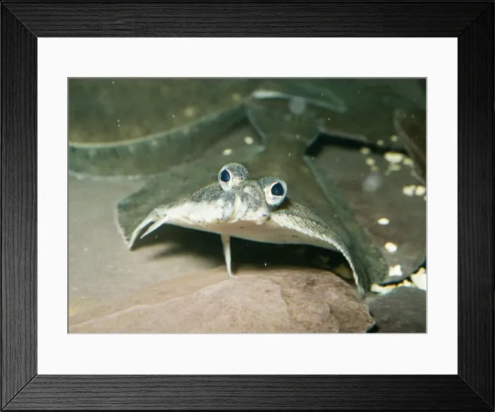 Framed Print : Flounder UK marine Framed Print : Flounder UK marine