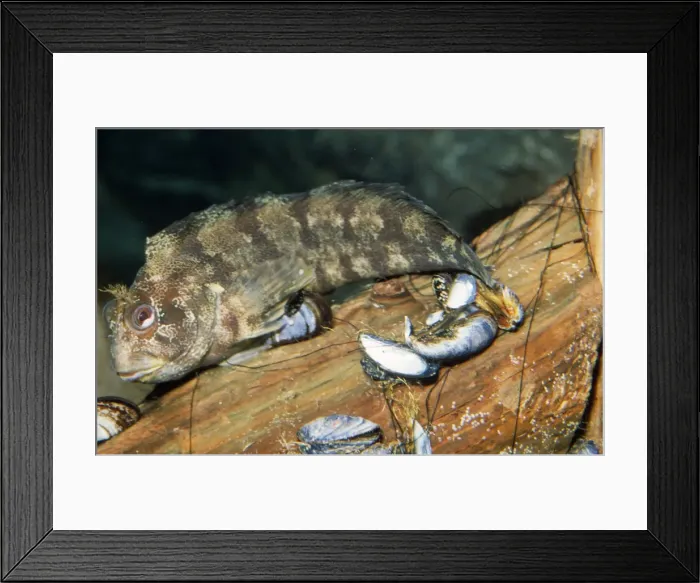 Framed Print : Tompot Blenny UK Framed Print : Tompot Blenny UK