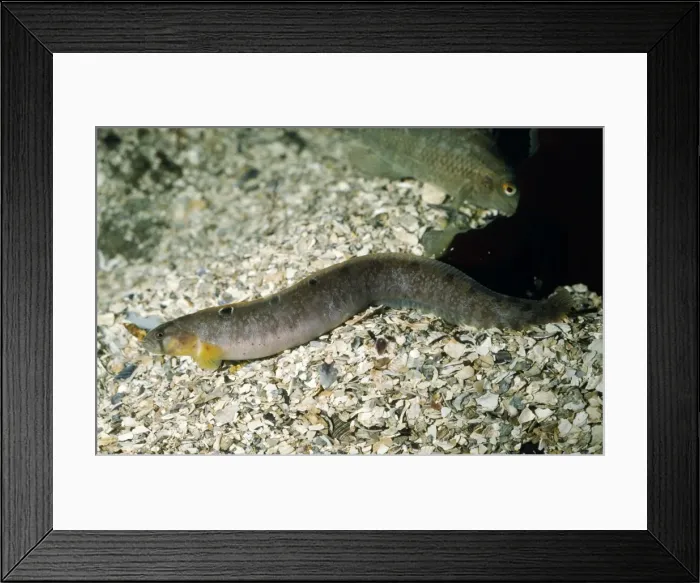 Framed Print : Butterfish / Gunnel rock pools, UK Framed Print : Butterfish / Gunnel rock pools, UK