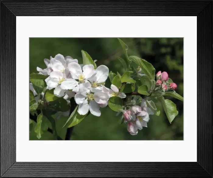 Framed Print : Apple Blossom Framed Print : Apple Blossom