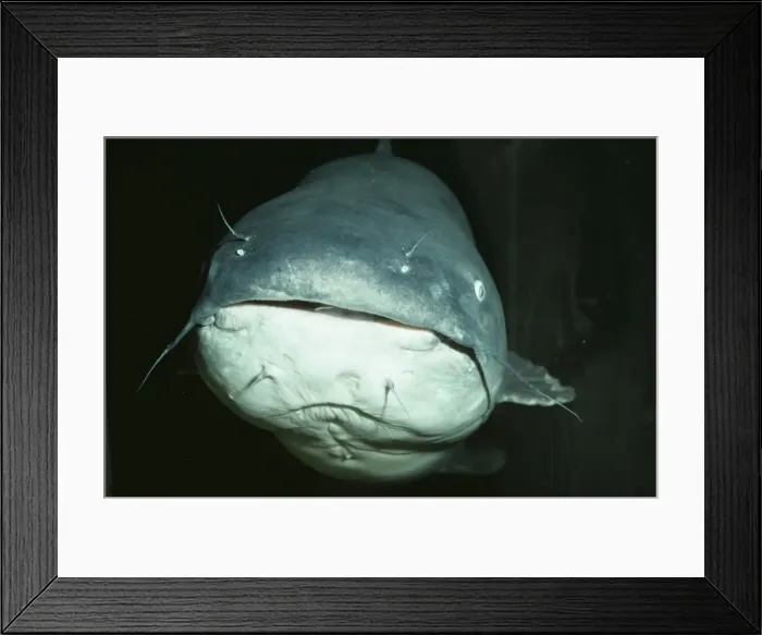 Framed Print : Blue Catfish PM 9071 Freshwater USA Icatalurus furcatus © P. Morris / ARDEA LONDON Framed Print : Blue Catfish PM 9071 Freshwater USA Icatalurus furcatus © P. Morris / ARDEA LONDON