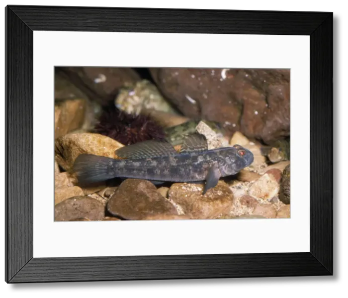 Framed Print : Black Goby UK coasts Framed Print : Black Goby UK coasts