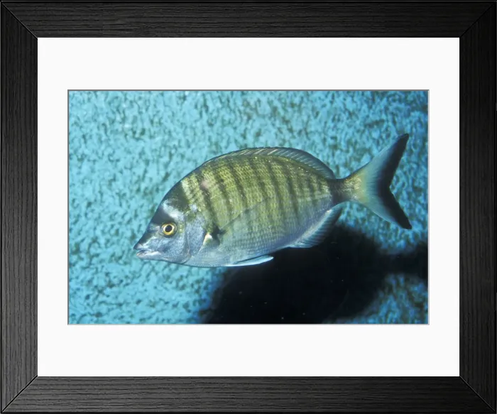 Framed Print : White Sea Bream Mediterranean Framed Print : White Sea Bream Mediterranean