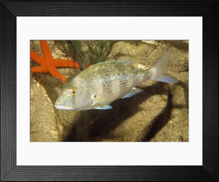 Framed Print : Common Dentex European Coasts Framed Print : Common Dentex European Coasts