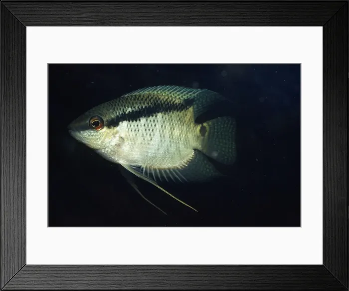 Framed Print : Festive Cichlid Framed Print : Festive Cichlid