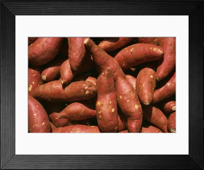 Framed Print : Yams PM 9417 Sweet Potato Ipomeoa batatus © Pat Morris / ARDEA LONDON Framed Print : Yams PM 9417 Sweet Potato Ipomeoa batatus © Pat Morris / ARDEA LONDON