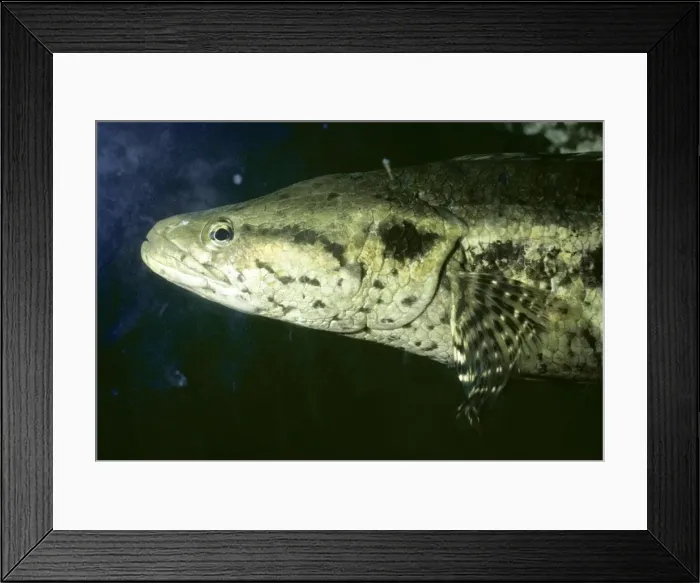 Framed Print : Snakehead Fish PM 897 Indo China Opiocephalus lucius © Pat Morris / ARDEA LONDON Framed Print : Snakehead Fish PM 897 Indo China Opiocephalus lucius © Pat Morris / ARDEA LONDON