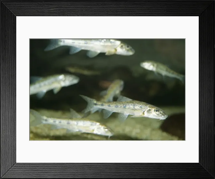 Framed Print : Gudgeon PM 9145 Shoal fresh water, Britain & Europe. Gobio gobio © Pat Morris / ARDEA LONDON Framed Print : Gudgeon PM 9145 Shoal fresh water, Britain & Europe. Gobio gobio © Pat Morris / ARDEA LONDON