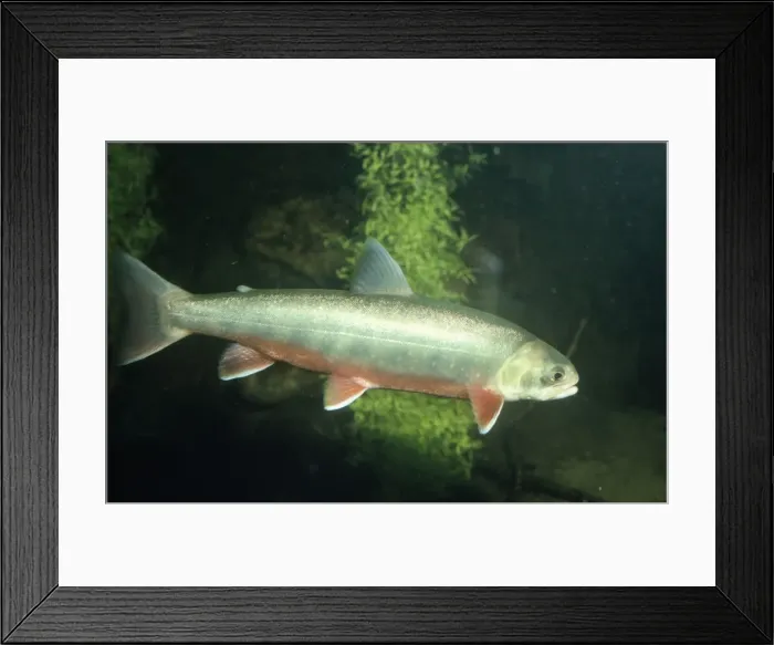 Framed Print : Alpine / Arctic Char Framed Print : Alpine / Arctic Char