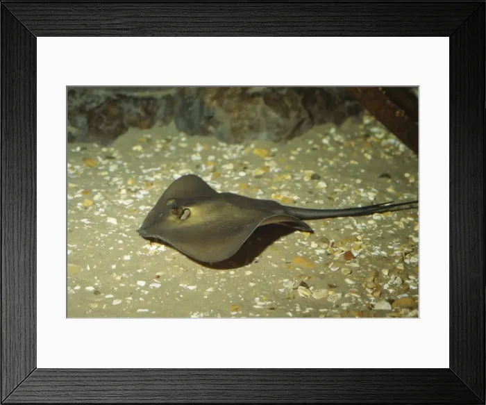 Framed Print : Common Stingray Europe Framed Print : Common Stingray Europe