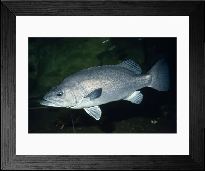 Framed Print : Wreckfish / Stone Bass UK marine Framed Print : Wreckfish / Stone Bass UK marine