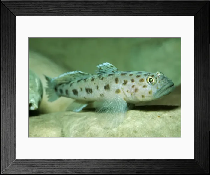 Framed Print : Two Spot Goby PM 8543 Marine, UK Chaparrudo © P. Morris / ARDEA LONDON Framed Print : Two Spot Goby PM 8543 Marine, UK Chaparrudo © P. Morris / ARDEA LONDON