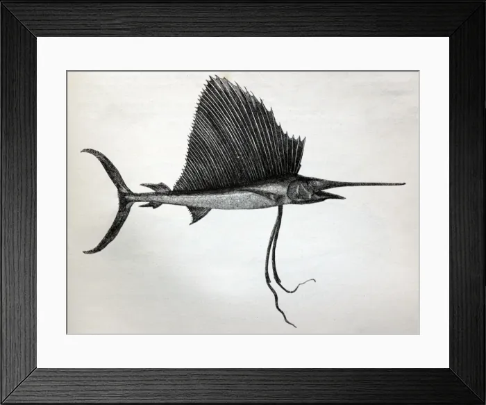 Framed Print : Black & White Illustration: Swordfish (sailor fish) from Wood 1863 Framed Print : Black & White Illustration: Swordfish (sailor fish) from Wood 1863