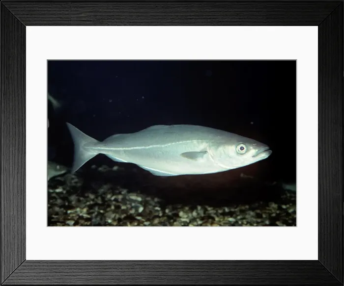 Framed Print : Saithe / Coley / Coalfish North Sea Framed Print : Saithe / Coley / Coalfish North Sea