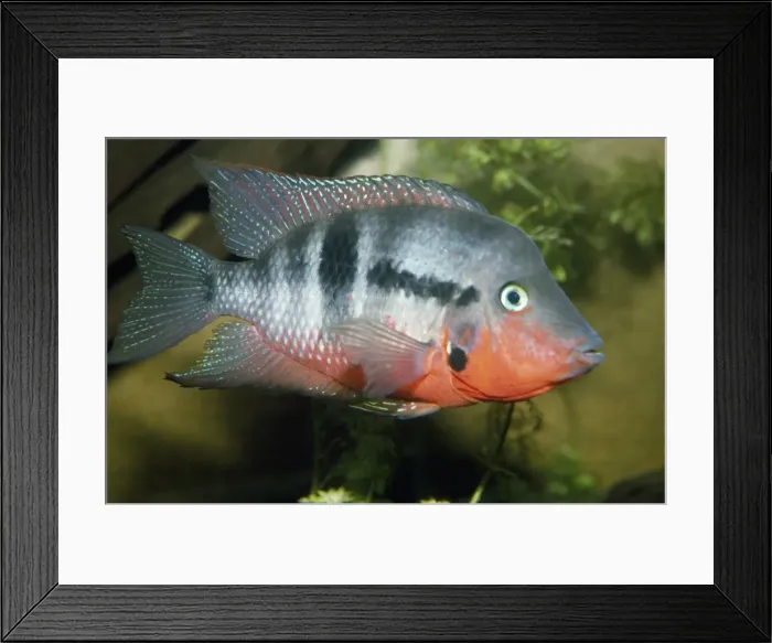 Framed Print : Tilapia Fish - adult male Framed Print : Tilapia Fish - adult male