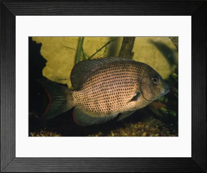 Framed Print : Kieners Cichlid Madagascar Framed Print : Kieners Cichlid Madagascar