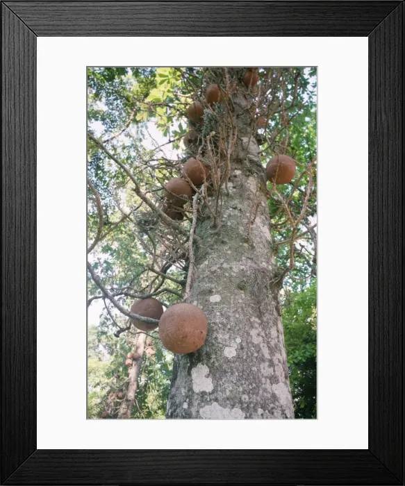 Framed Print : Cannonball Tree Framed Print : Cannonball Tree