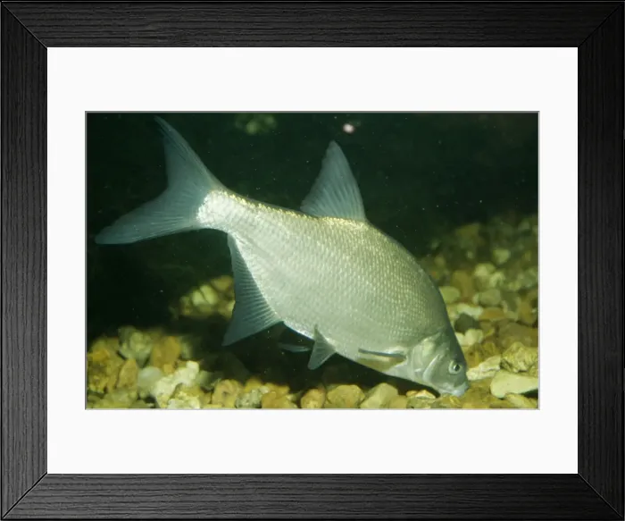 Framed Print : Bream PM 9117 Fresh water, Britain & Europe. Abramis brama © P. Morris / ARDEA LONDON Framed Print : Bream PM 9117 Fresh water, Britain & Europe. Abramis brama © P. Morris / ARDEA LONDON