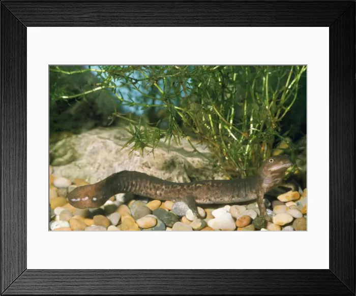 Framed Print : Paddle-tailed Newt Framed Print : Paddle-tailed Newt