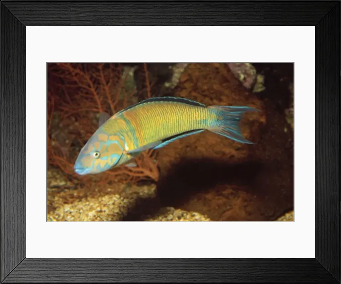 Framed Print : Sea Peacock Wrass Mediterranean Framed Print : Sea Peacock Wrass Mediterranean