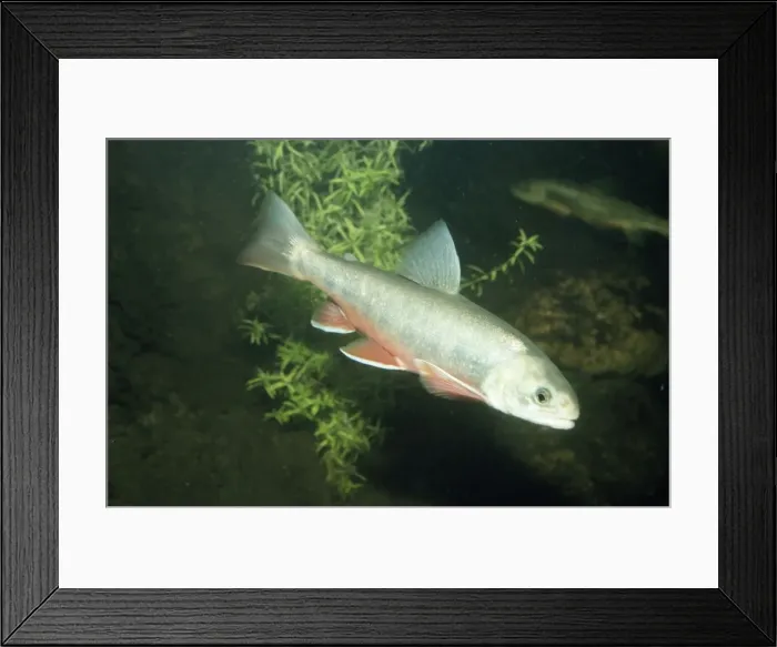 Framed Print : Alpine / Arctic Char Framed Print : Alpine / Arctic Char