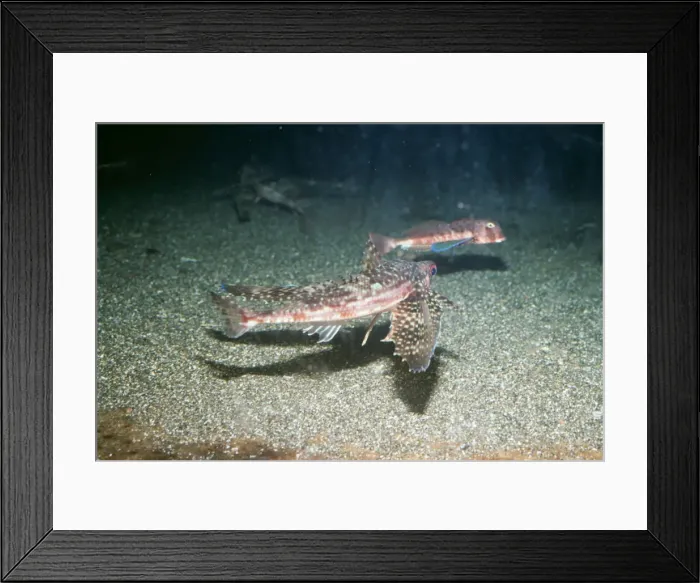 Framed Print : Flying Fish PM 7757 Dactylopterus volitans © P. Morris / ARDEA LONDON Framed Print : Flying Fish PM 7757 Dactylopterus volitans © P. Morris / ARDEA LONDON