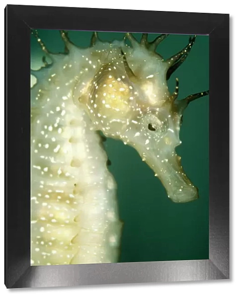 Sea Horse. PM-8533. SEAHORSE. Hippocampus kuda