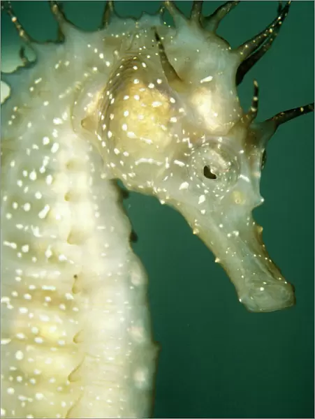 Sea Horse. PM-8533. SEAHORSE. Hippocampus kuda