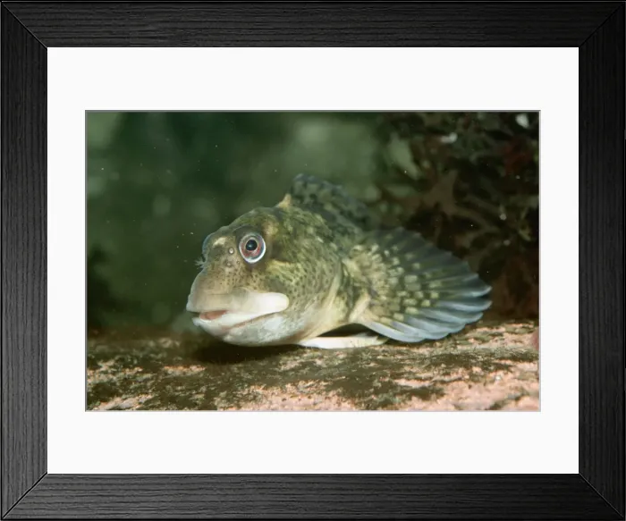 Framed Print : Shanny Blenny PM 7996 Littoral, UK Blennius pholis © P. Morris / ARDEA LONDON Framed Print : Shanny Blenny PM 7996 Littoral, UK Blennius pholis © P. Morris / ARDEA LONDON