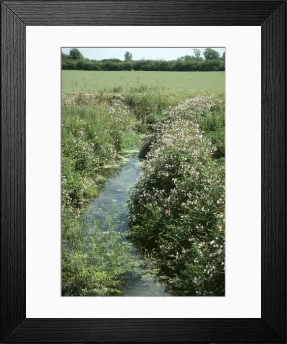 Framed Print : Himalayan Balsam PM 8697 + strem, Somerset Impatiens giandulifera © P. Morris / ARDEA LONDON Framed Print : Himalayan Balsam PM 8697 + strem, Somerset Impatiens giandulifera © P. Morris / ARDEA LONDON