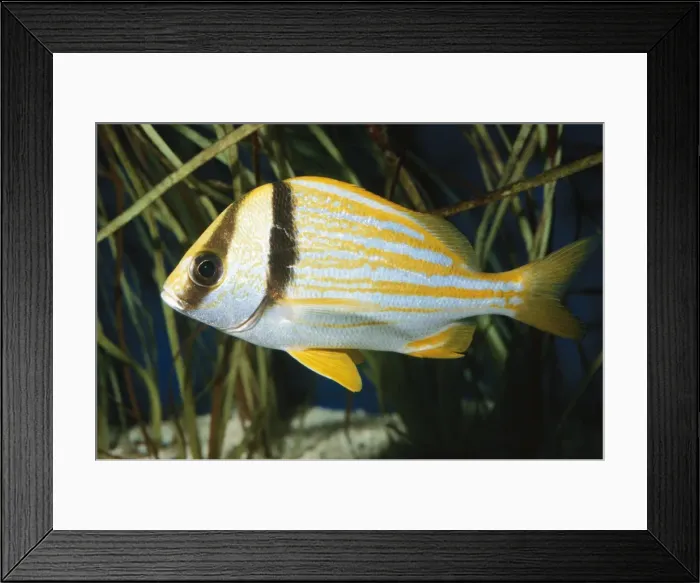 Framed Print : Porkfish Grunt Framed Print : Porkfish Grunt