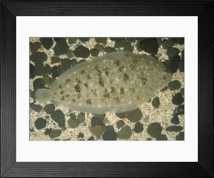 Framed Print : Dover / Common Sole Fish - On sea bed UK marine Framed Print : Dover / Common Sole Fish - On sea bed UK marine