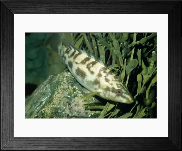 Framed Print : Ballan Wrasse UK Framed Print : Ballan Wrasse UK