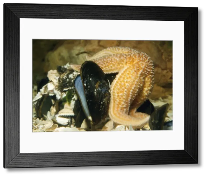 Framed Print : Starfish - feeding on mussels Framed Print : Starfish - feeding on mussels