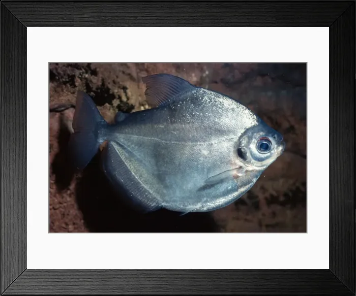 Framed Print : Characid / Silver Dollar Brazil, South America Framed Print : Characid / Silver Dollar Brazil, South America