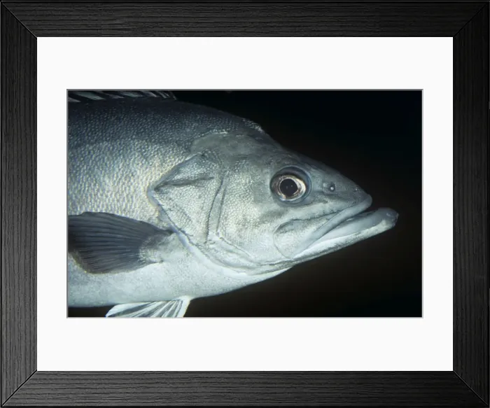 Framed Print : Stone Bass / Wreckfish Mediterranean & Atlantic Framed Print : Stone Bass / Wreckfish Mediterranean & Atlantic