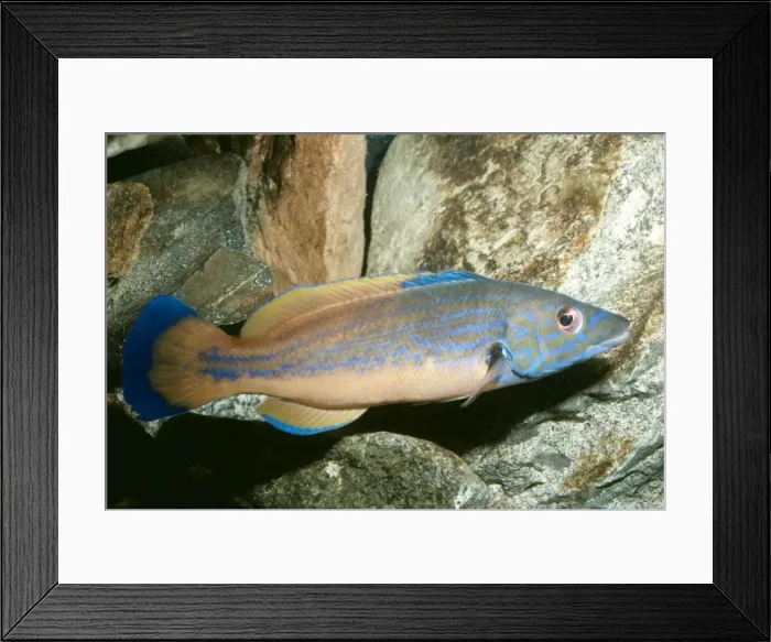 Framed Print : Cuckoo Wrasse PM 7876 Male, UK Marine Labrus mixtus © Pat Morris ARDEA LONDON Framed Print : Cuckoo Wrasse PM 7876 Male, UK Marine Labrus mixtus © Pat Morris ARDEA LONDON