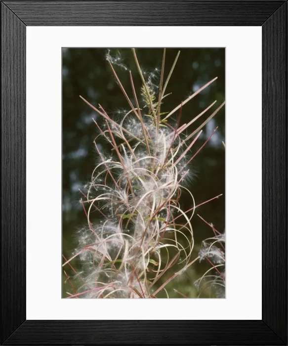 Framed Print : Rosebay Willow Herb - seeds