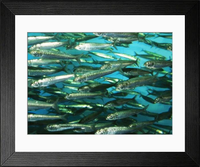 Framed Print : Spot Lined Sardine Japan Framed Print : Spot Lined Sardine Japan